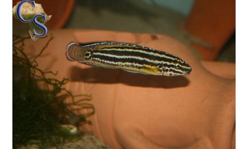 Julidochromis Regani Burundi